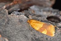 Zelotherses ferugana