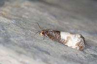 Notocelia cynosbatella