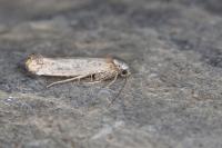 Pseudoswammerdamia combinella