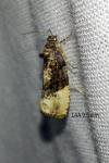 Hedya nubiferana