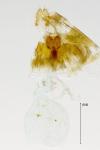 Hedya nubiferana