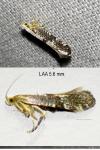 Argyresthia spinosella