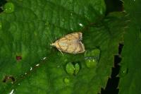 Acleris bergmanniana