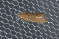 Helcystogramma rufescens