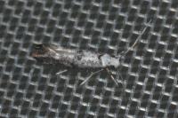 Paraswammerdamia albicapitella