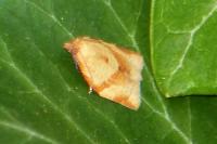Clepsis consimilana