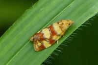 Aethes tesserana
