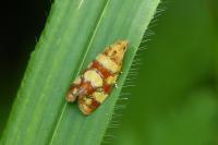 Aethes tesserana