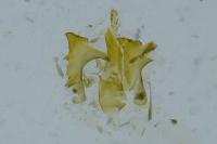 Aproaerema cinctella