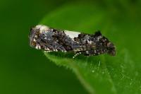 Epiblema cirsiana