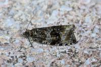 Celypha lacunana