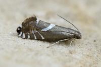 Glyphipterix forsterella