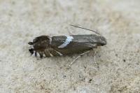 Glyphipterix forsterella