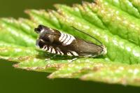 Grapholita compositella