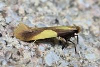 Caloptilia alchimiella/robustella