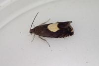 Pammene regiana