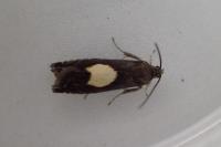 Pammene regiana