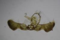 Pammene regiana