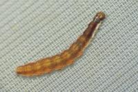 Paraswammerdamia nebulella