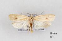 Agonopterix kaekeritziana