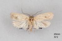 Agonopterix kaekeritziana
