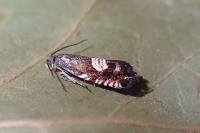 Grapholita compositella