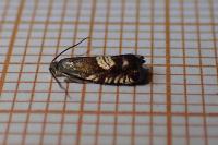 Grapholita compositella