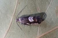 Grapholita compositella