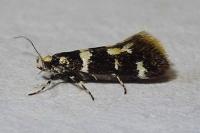 Denisia