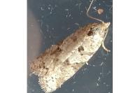 Cnephasia
