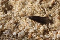 Coleophora serratella