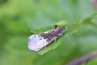Hedya nubiferana