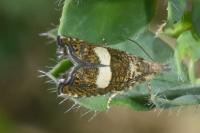 Dichrorampha sequana