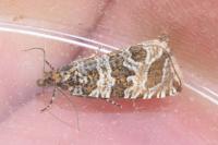 Celypha rivulana