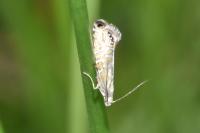 Glyphipterix thrasonella