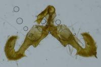 Dichrorampha petiverella