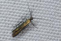 Coleophora