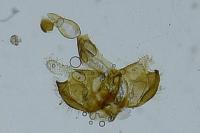 Coleophora