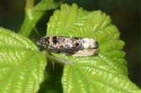 Hedya nubiferana