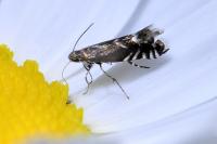 Glyphipterix simpliciella