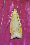 Helcystogramma rufescens