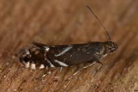 Glyphipterix simpliciella