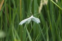 Pterophorus pentadactylus