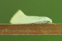 Elachista argentella