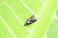 Dichrorampha petiverella
