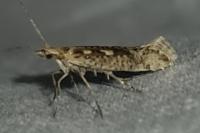 Plutella xylostella