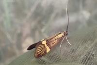 Nemophora degeerella