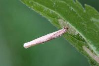 Coleophora follicularis