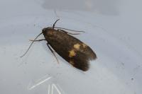 Borkhausenia minutella