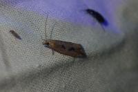 Bactra